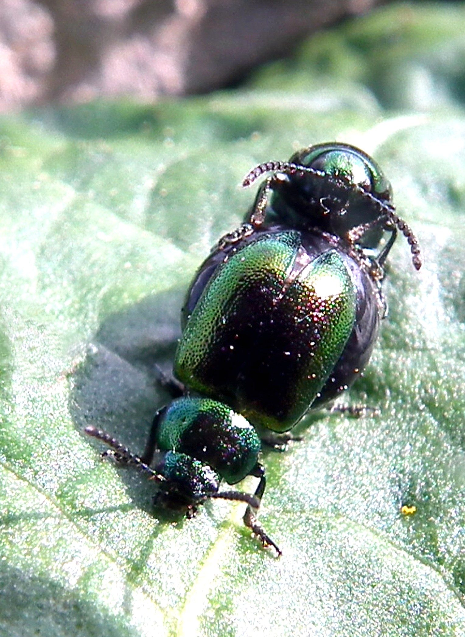 GREEN DOCK BEETLES MATING Bill Bagley Photography